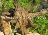 שורשים וגזעים לגינה