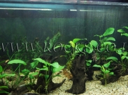 גזעים ושורשים לאקווריום.