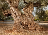 עץ זית עתיק מאוד
