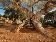 עץ זית עתיק מאוד