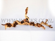 גזעים ושורשים לאקווריום.