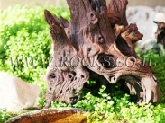 שורשים וגזעים לגינה