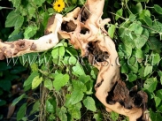 שורשים וגזעים לגינה