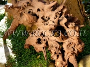 שורשים וגזעים לגינה