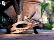 שורשים וגזעים לגינה