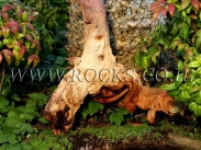 שורשים וגזעים לגינה