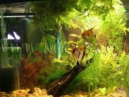 גזעים ושורשים לאקווריום.