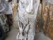 גזע מאובן מלוטש