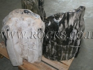 גזעים מאובנים