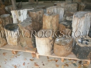 גזעים מאובנים