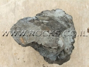 גזע מאובן של עץ בצבע שחור