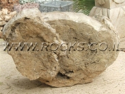 גזע מאובן של עץ ניתן להבחין בטבעות השנה של העץ.