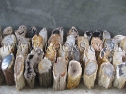 גזעים מאובנים